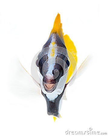 Foxface tabbitfish, isolated on white background Stock Photo