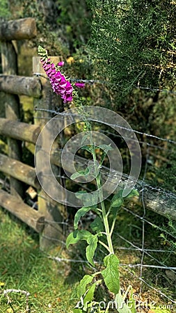 Foxglove DigitalisWild plant uk Stock Photo