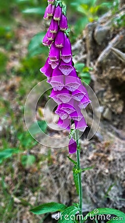 Foxglove DigitalisWild plant uk Stock Photo