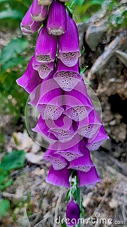 Foxglove DigitalisWild plant uk Stock Photo