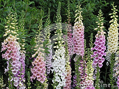 Foxglove flowers Stock Photo