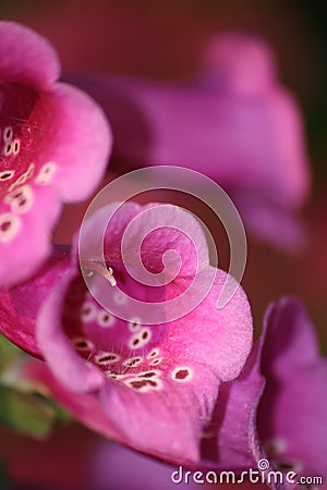 Foxglove flowers Stock Photo