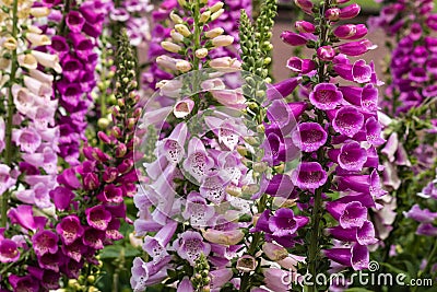 Foxglove flowers Stock Photo