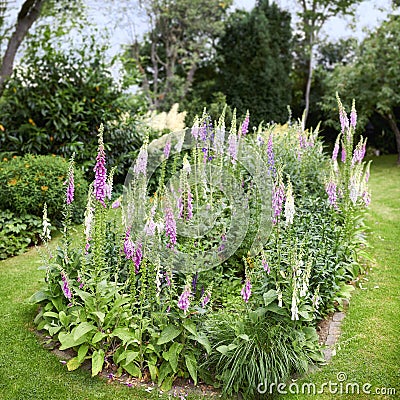 Foxglove flowers growing in a green park. Gardening perennial purple flowering plants grown as decoration in a neat Stock Photo