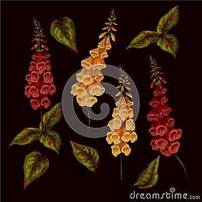 Foxglove flowers isolated on the white background. Vector. Vector Illustration