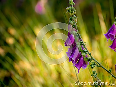 Foxgloves with Bokeh Stock Photo