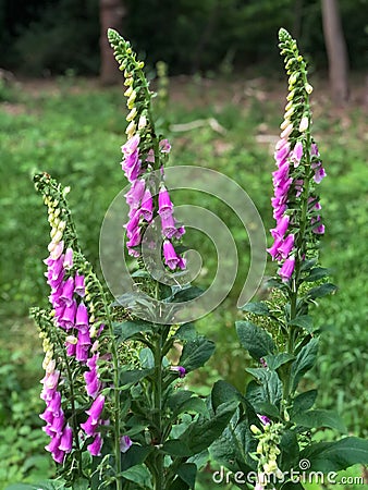 Foxgloves in Epping Forest Stock Photo