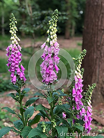 Foxgloves in Epping Forest Stock Photo