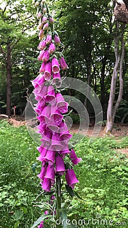 Foxgloves in Epping Forest Stock Photo