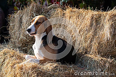 Foxhound beagle dog on the hay stack waiting for parforce hunting during sunny day in autumn Stock Photo