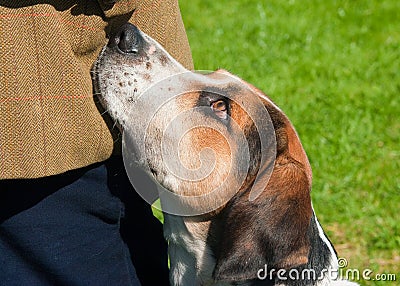 Foxhound begging Stock Photo