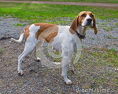 Foxhound close up Stock Photo