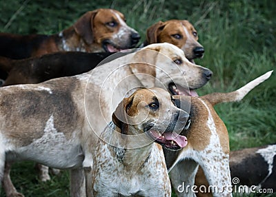 Eager Foxhound dogs in hunting pack, England, UK Stock Photo