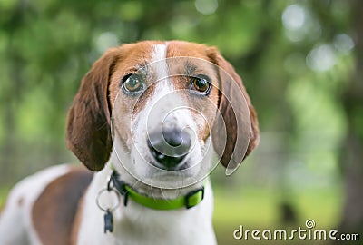 A Foxhound mixed breed dog wearing a collar and tags Stock Photo