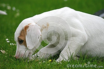 FoxHound Pup Stock Photo