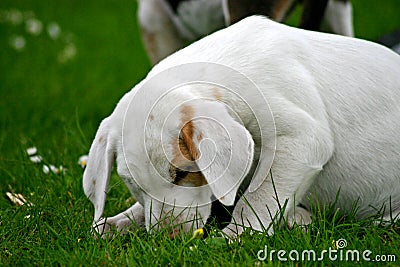 FoxHound Pup Stock Photo