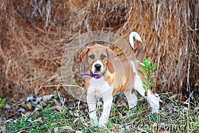 Foxhound Puppy Stock Photo