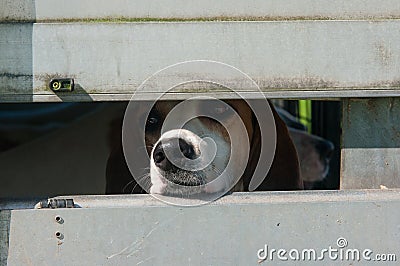 Foxhound in a trailer Stock Photo