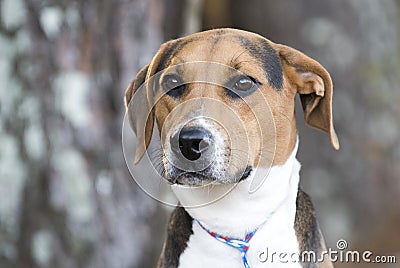 Foxhound Treeing Walker Coonhound hound dog with floppy ears Stock Photo