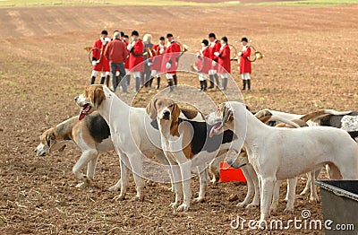 Foxhounds. Completion of Stock Photo