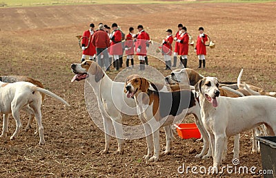 Foxhounds. Completion of Stock Photo