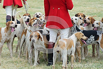 Foxhounds with hunters on foot Stock Photo