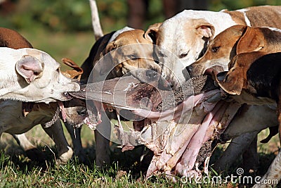 Foxhounds after parforce hunt during curee Stock Photo