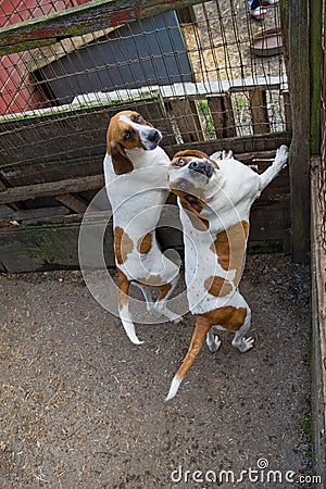 Foxhunt Dogs Stock Photo