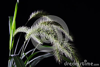 Foxtail Stock Photo