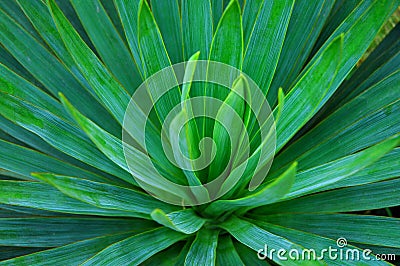 Foxtail Agave Stock Photo