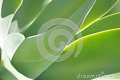 Foxtail Agave green succulent plant Stock Photo