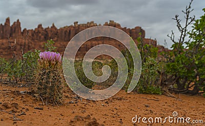 Foxtail cactus on Tower Arch Trail Stock Photo