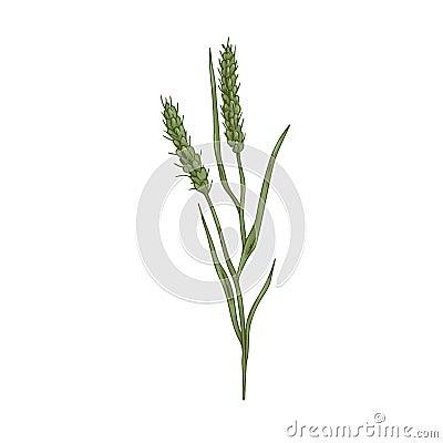 Foxtail, field plant. Botanical vintage drawing of bristle spear grass. Wild spikelet with seeds, spikes and spikelets Vector Illustration