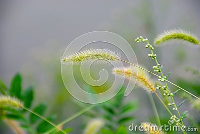 Foxtail in the Wind Stock Photo