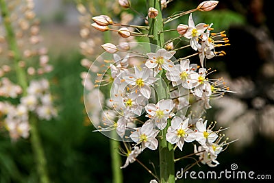 Foxtail Lily (Eremurus) flowers Stock Photo