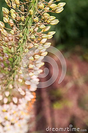 Foxtail Lily (Eremurus) flowers Stock Photo