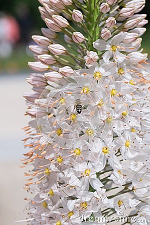 Foxtail lily Eremurus himalaicus close-up of white flowers Stock Photo