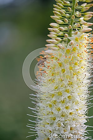 Foxtail lily, Eremurus robustus, close-up flowers with honey bee Stock Photo