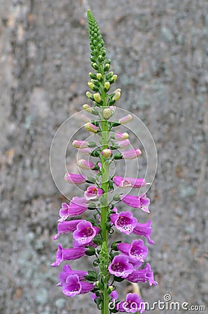 Foxtail Lily Flower Stock Photo