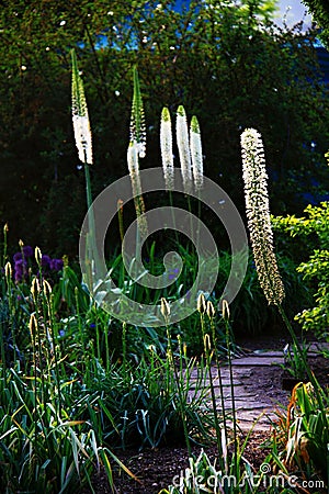 Foxtail lily in garden with sunlight Stock Photo