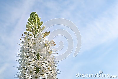 Foxtail lily white flower closeup with copy space for text. Flower is referred as eremurus or desert candle Stock Photo