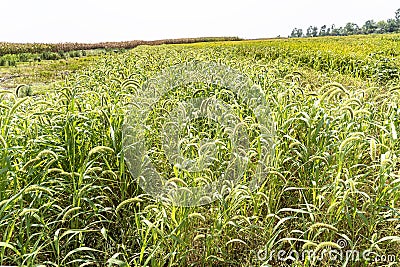 Foxtail millet, plant for forage and pasture. Bird food. View of foxtail millet (Scientific name as Italian millet) Stock Photo