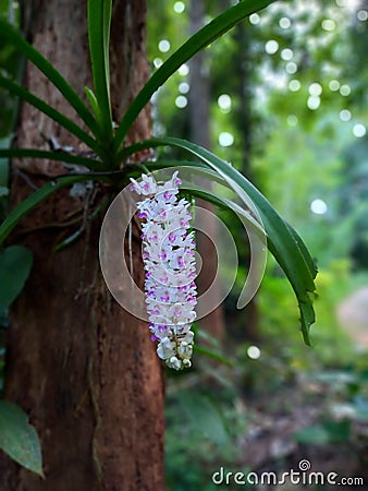 Foxtail orchid closeup - Sri Lanka Flowers Nature Beauty Stock Photo