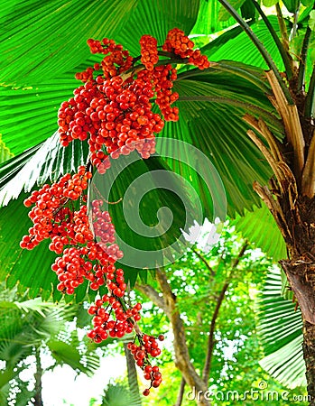 Foxtail Palm Stock Photo