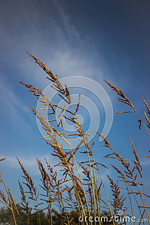 Foxtail weed Stock Photo