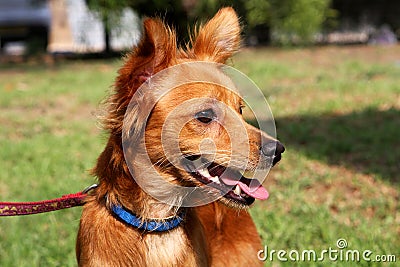 Foxy dog Stock Photo