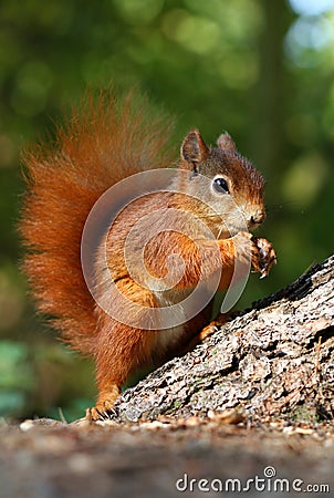 Foxy squirrel Stock Photo