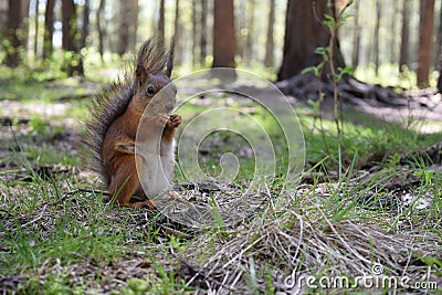 Foxy squirrel with tit, prow and brush sitting on grass near hassock in the wood . Wild furry animal macro Stock Photo