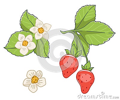 Fragaria flowers and ripe strawberry with leaves Vector Illustration