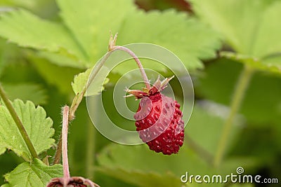 Fragaria vesca wild strawberry, creeping plant with intense green leaves and marked nerves, red fruits with small prominences Stock Photo